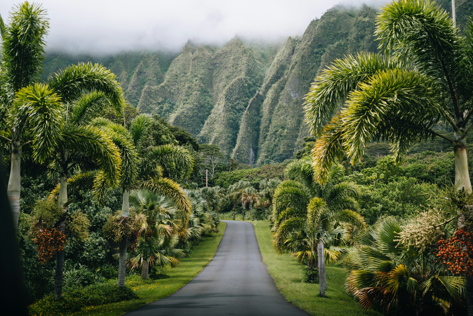 A lush Hawaiian coastline with turquoise water and palms